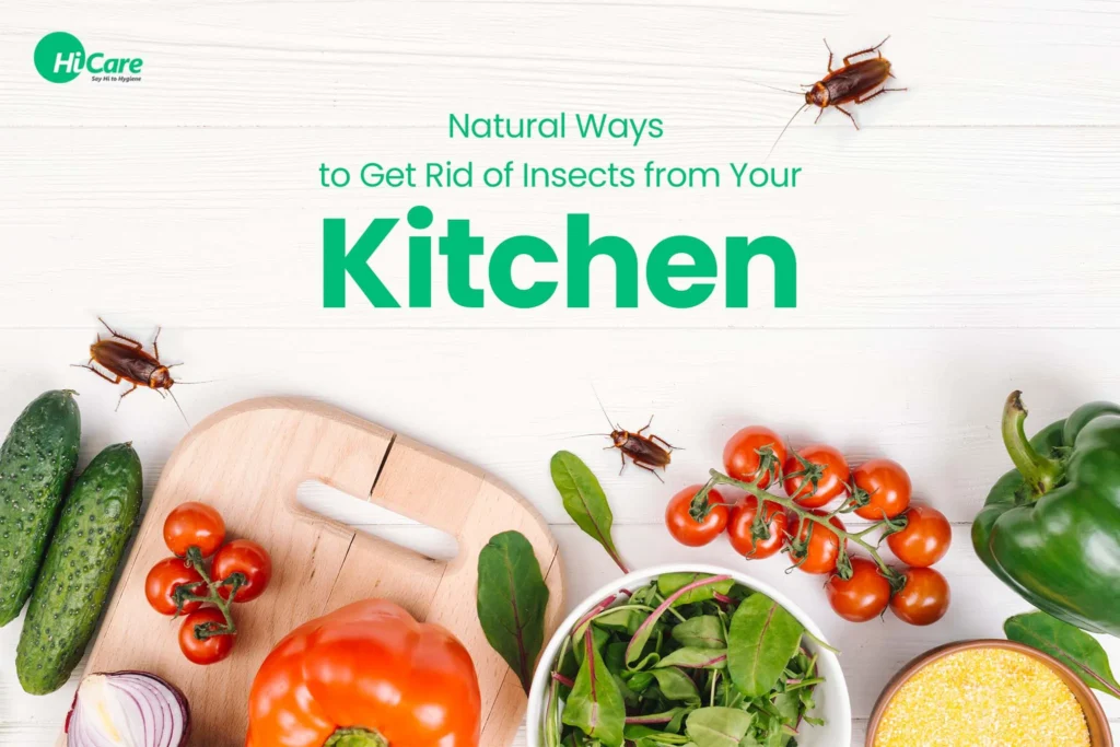 Natural Removal Methods for Transparent Bug in House