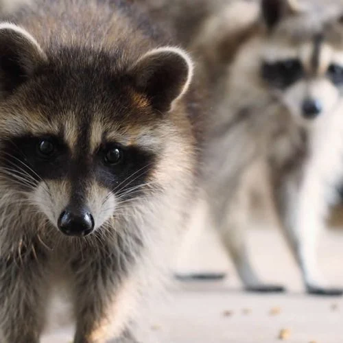 Natural Removal Methods for Wildlife in Holly Springs
