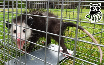 Natural Removal Methods for Wildlife in North Decatur