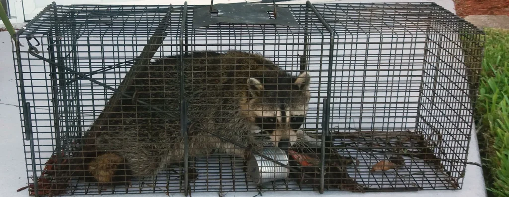Natural Removal Methods for Wildlife in Oldsmar