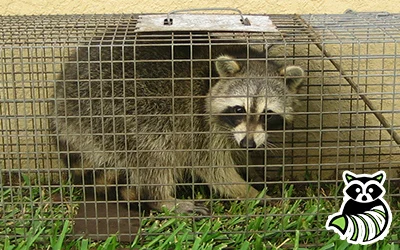 Natural Removal Methods for Wildlife Removal Cumming GA