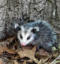 Natural Removal Methods for Wildlife Removal Flowery Branch
