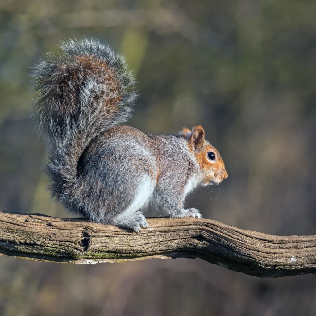 Natural Removal Methods for Wildlife Removal New Port Richey East