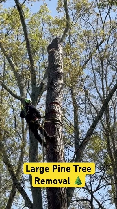 Natural Removal Methods for Wildlife Removal Sandy Springs