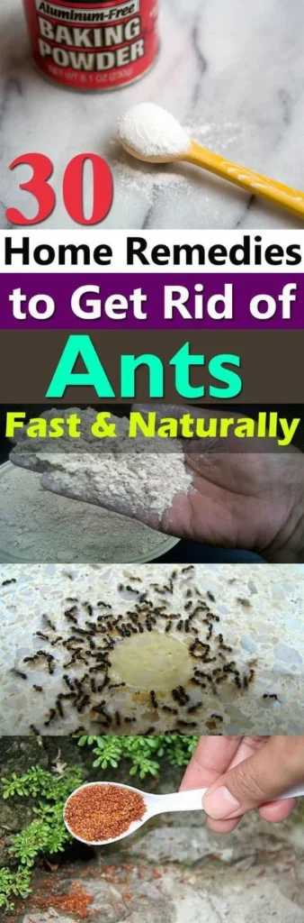 Natural Removal Methods to Get Rid of Ants