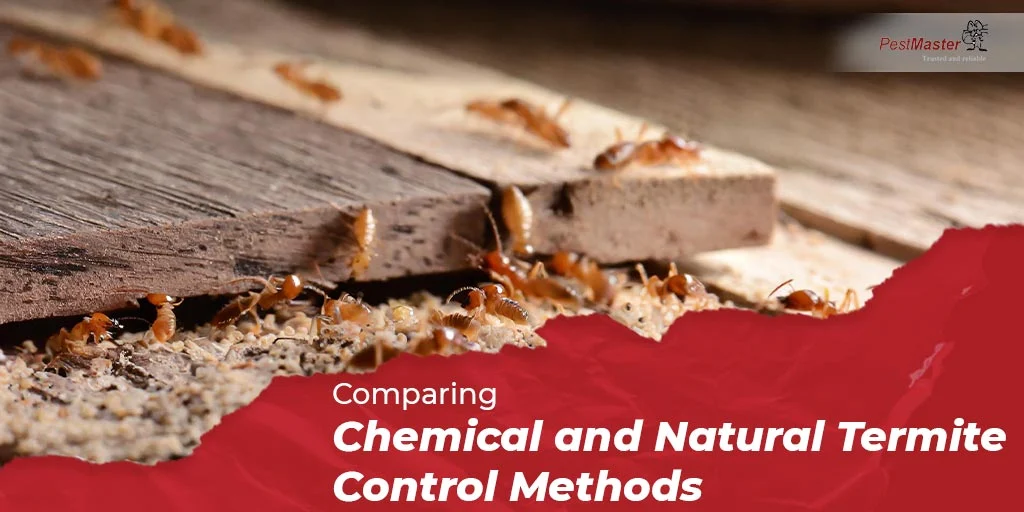 Natural Termite Control Methods for Lake Worth Residents