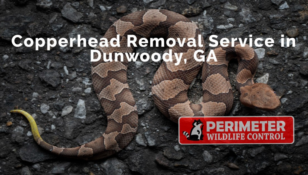 Natural Wildlife Removal Dunwoody Methods
