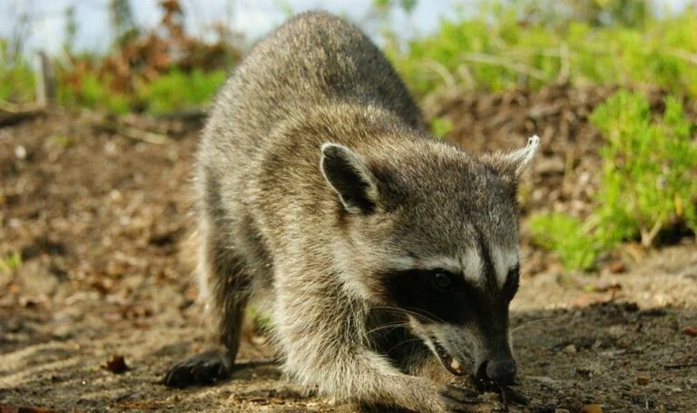 Natural wildlife removal methods for Smyrna homeowners