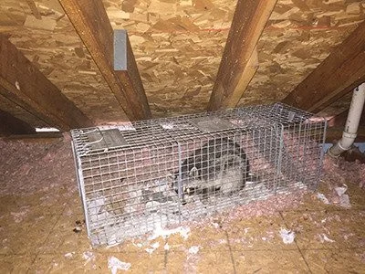 Natural Wildlife Removal Norcross Methods