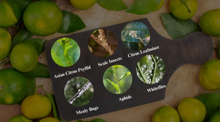 pest control citrus park: Understanding the Local Pest Landscape