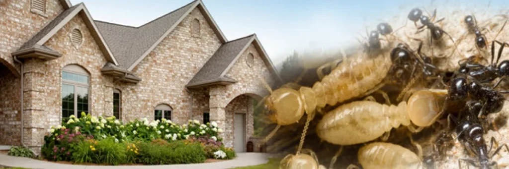 pest control clearwater: Why This Pest Appears in Homes