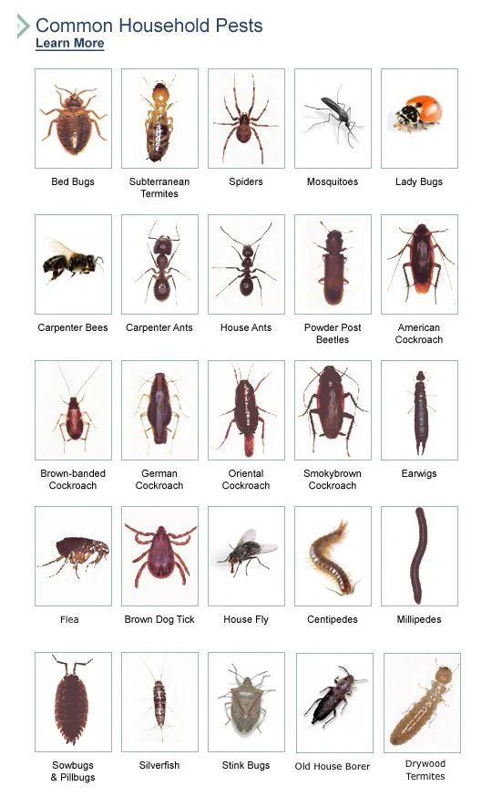 pest control juno beach – Why This Pest Appears in Homes