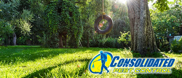 Pest Control Riverview: Understanding the Problem