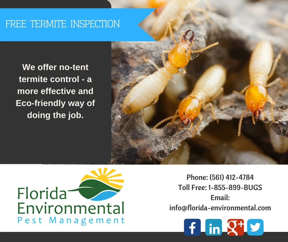 Pest Control West Palm Beach: Why These Pests Appear in Homes