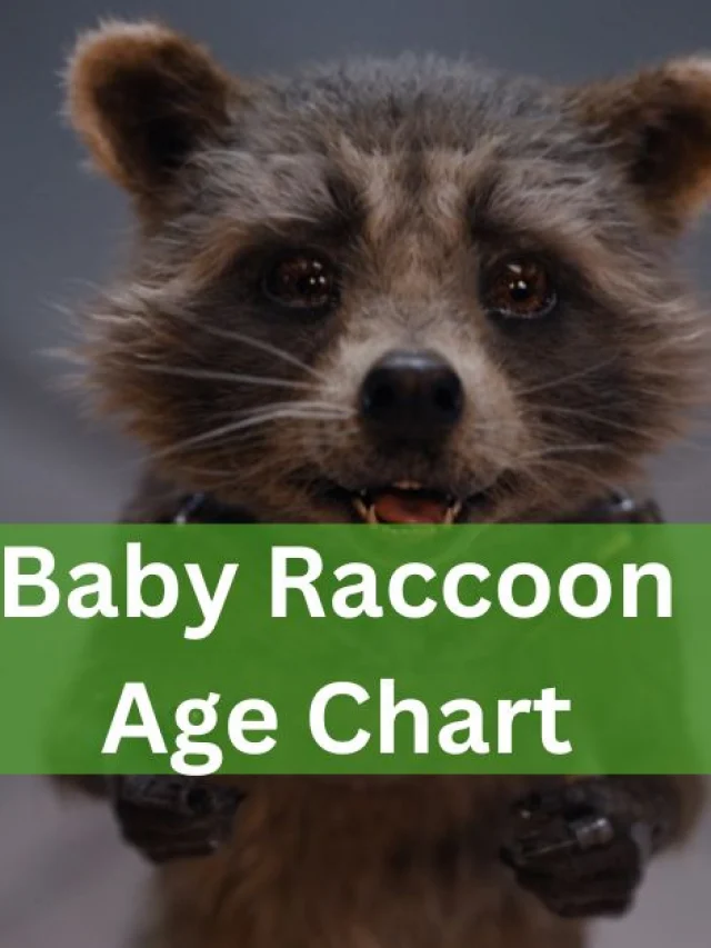 Practical Steps for Homeowners to Estimate Raccoon Age Safely