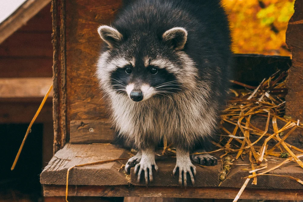 raccoon removal atlanta: Why Raccoons Invade Your Home