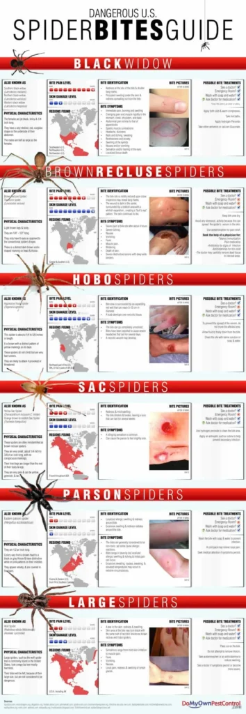 Recognizing the Signs of Spider Bites on Humans