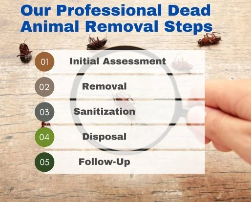 Safe and Effective Dead Animal Removal Methods