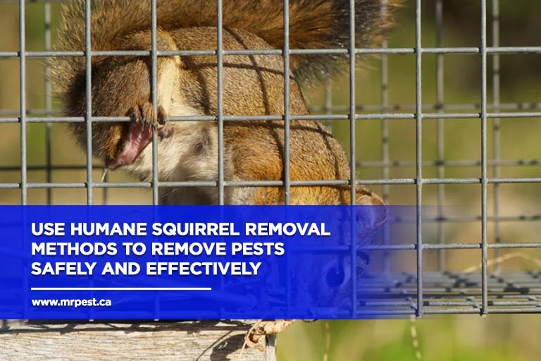 Safe and Humane Natural Removal Methods for wildlife removal east lake