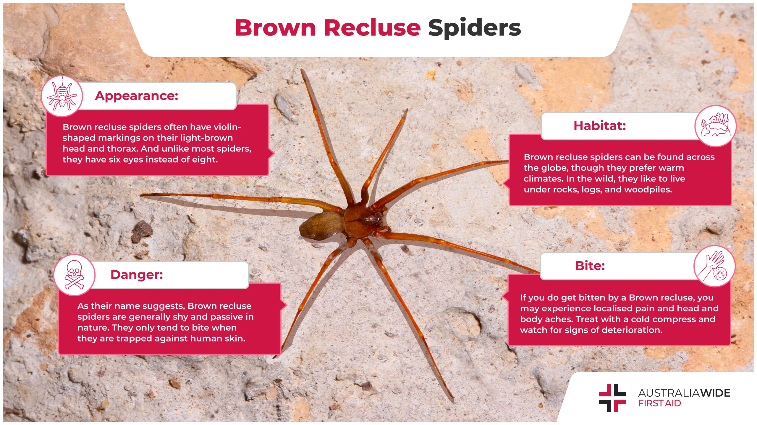 Should you fear brown recluse spiders? Understanding the Risks
