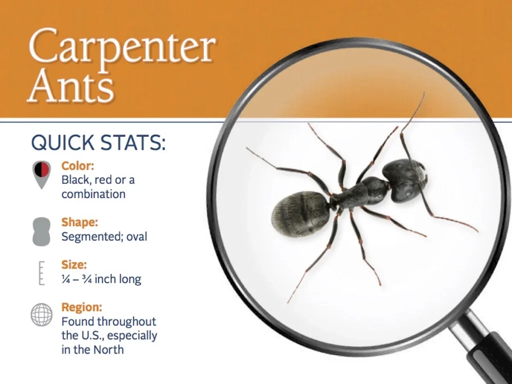 should you worry about carpenter ants: Why They Appear in Homes