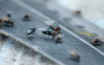 Signs of a Fly Infestation