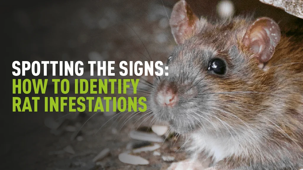 Signs of a Rat Infestation