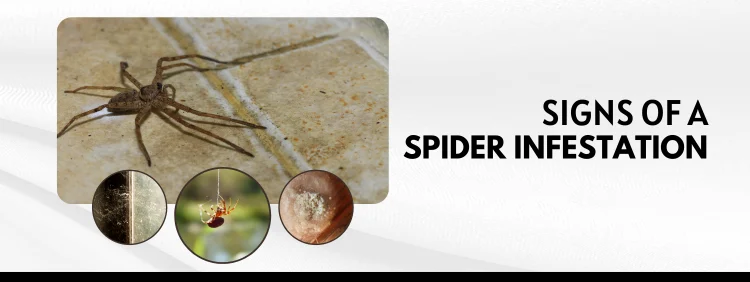 Signs of a Spider Infestation