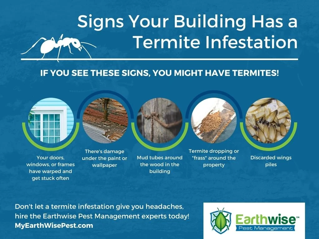Signs of a Termite Infestation in Westchase Homes