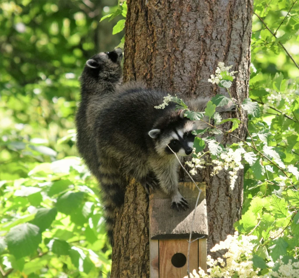 Signs of a Wildlife Infestation in Elfers Homes