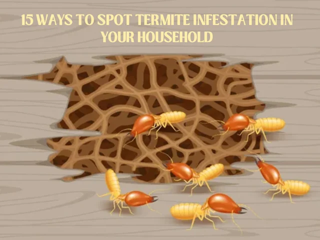 Signs of an Infestation – How to Spot Termite Activity