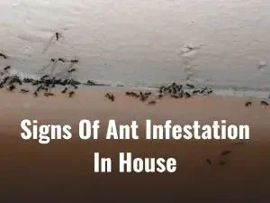 Signs of Ant Infestation