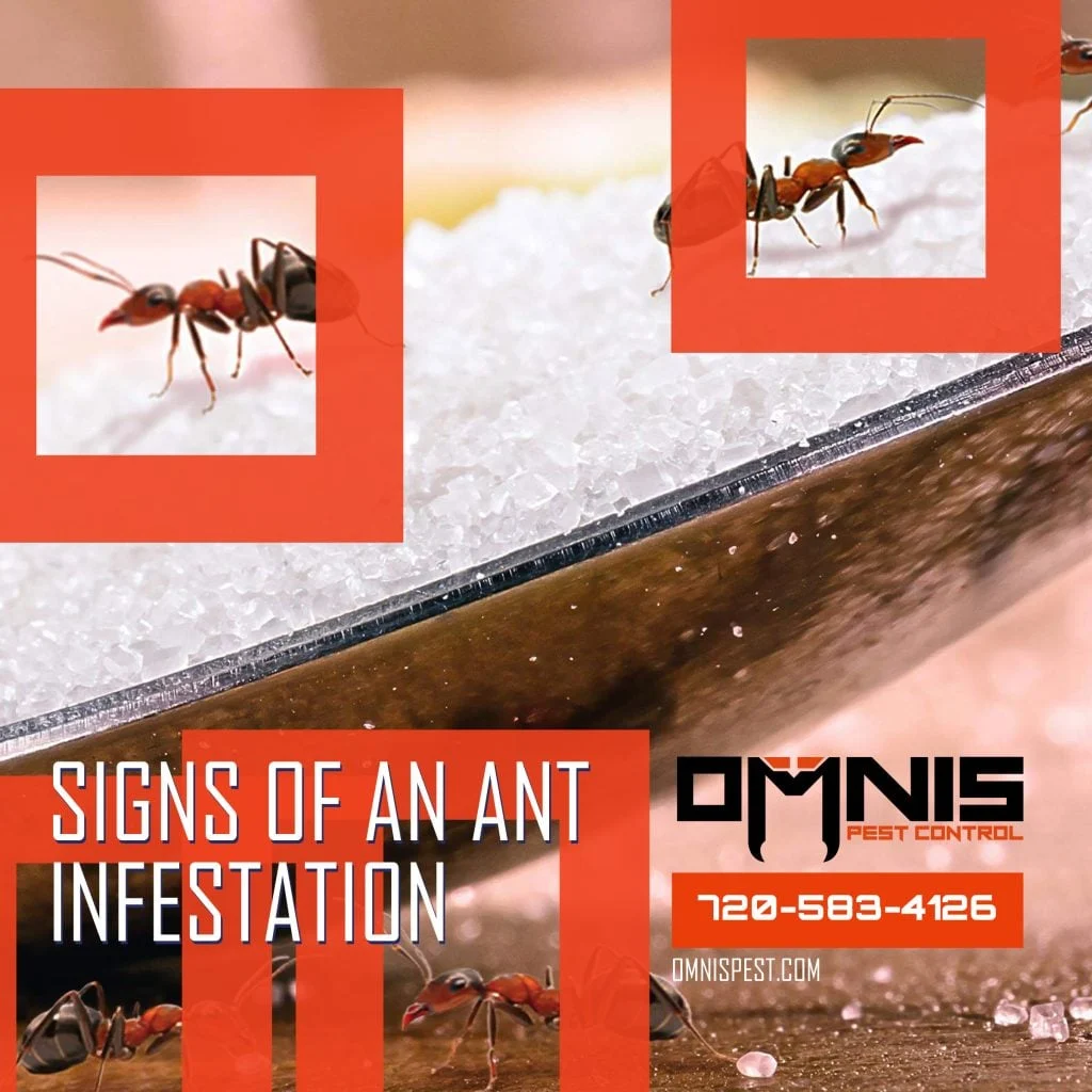 Signs of Ant Infestation