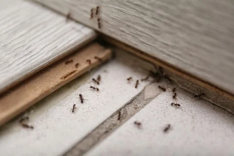 Signs of Ant Spotlight Little Black Ants Infestation
