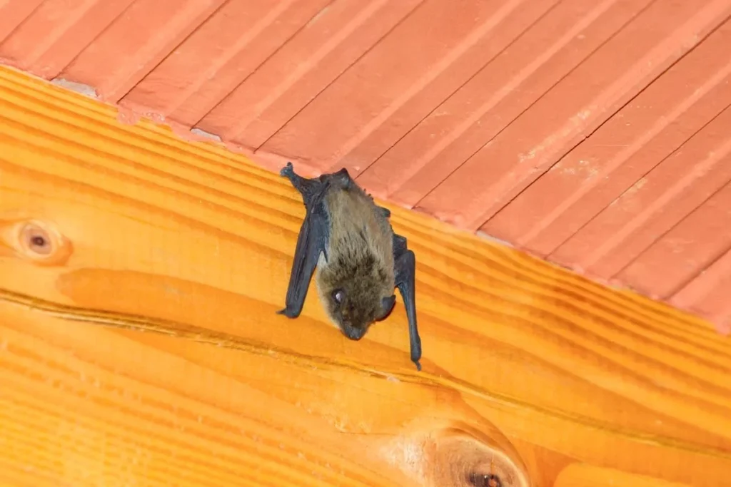 Signs of Bat Infestation in Atlanta Residences