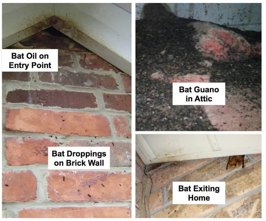 Signs of Bat Infestation