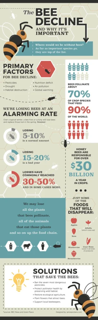 Signs of Bee Decline Around Your Property