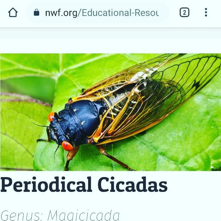 Signs of Cicada Infestation