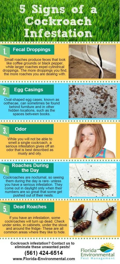 Signs of Cockroach Infestation