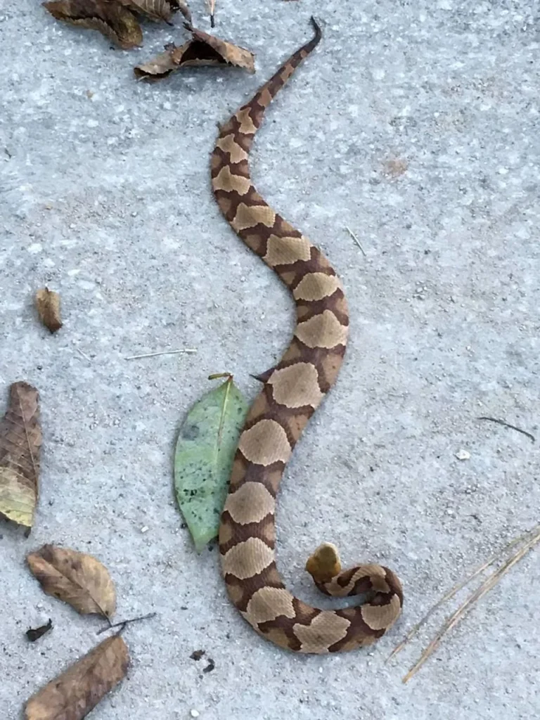 Signs of Copperhead Presence Around Your Property