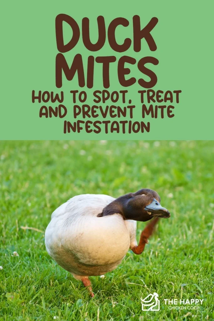 Signs of Duck Infestation