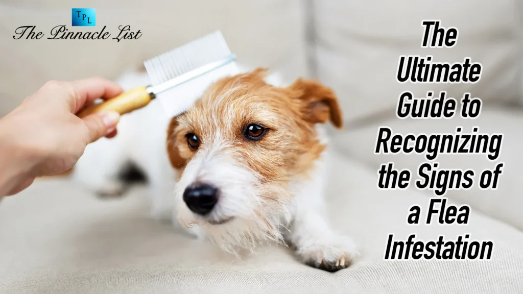 Signs of Flea Infestation in NYC Homes