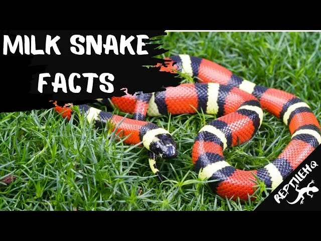 Signs of Infestation – all about milk snakes
