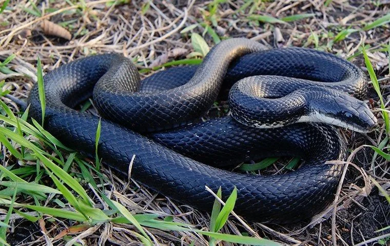 Signs of Infestation: How to Know What Is This Black Snake Is Inside Your Home