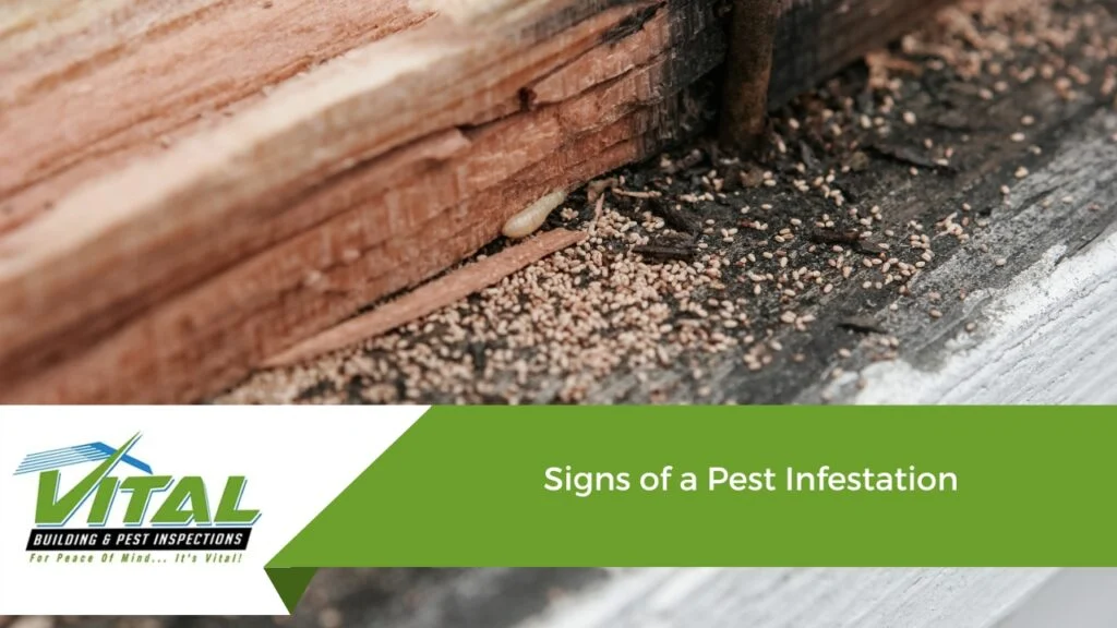 Signs of Infestation in Seven Springs Homes