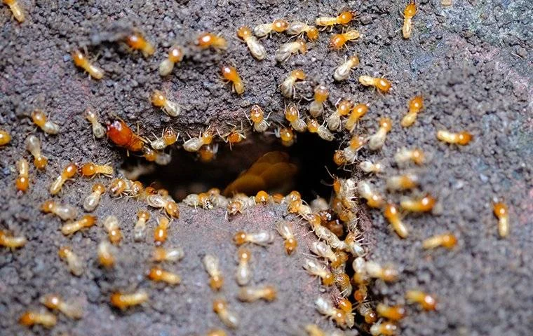 Signs of Infestation in West Palm Beach Homes