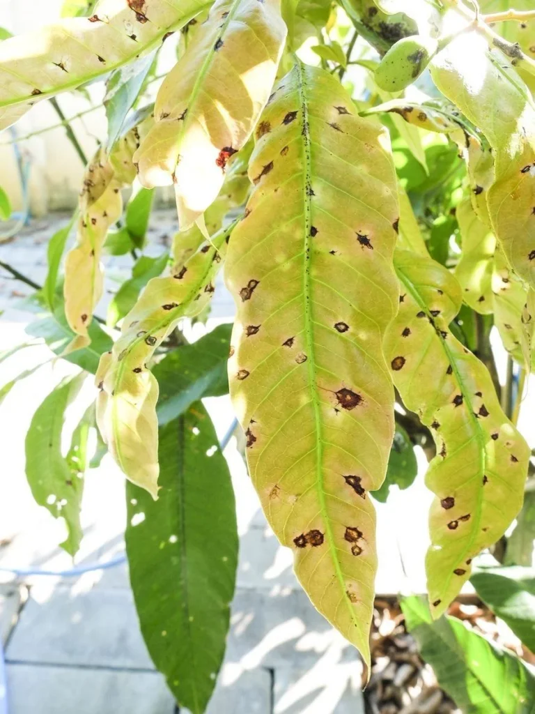 Signs of infestation on mango trees