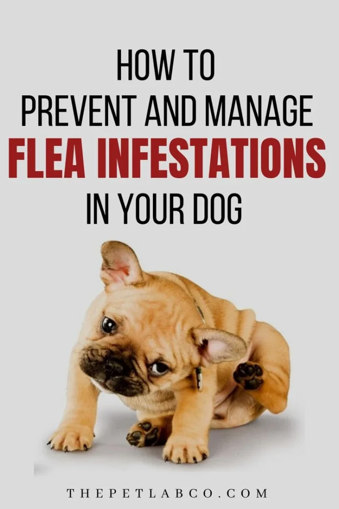 Signs of Infestation That Could Endanger Your Dog
