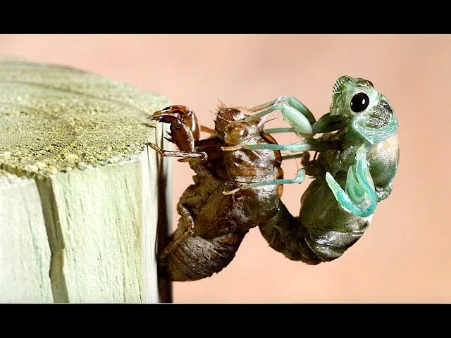 Signs of Infestation – what does a cicada shell look like
