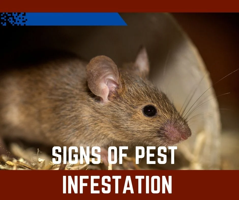 Signs of infestation: What to look for in your Gibsonton home